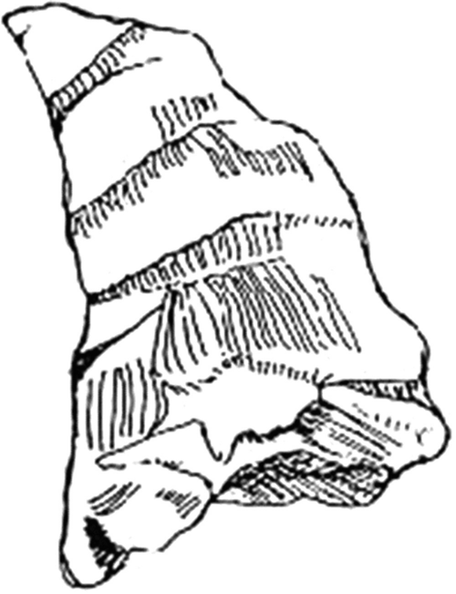 An illustration of a triangular-shaped fossil fragment.