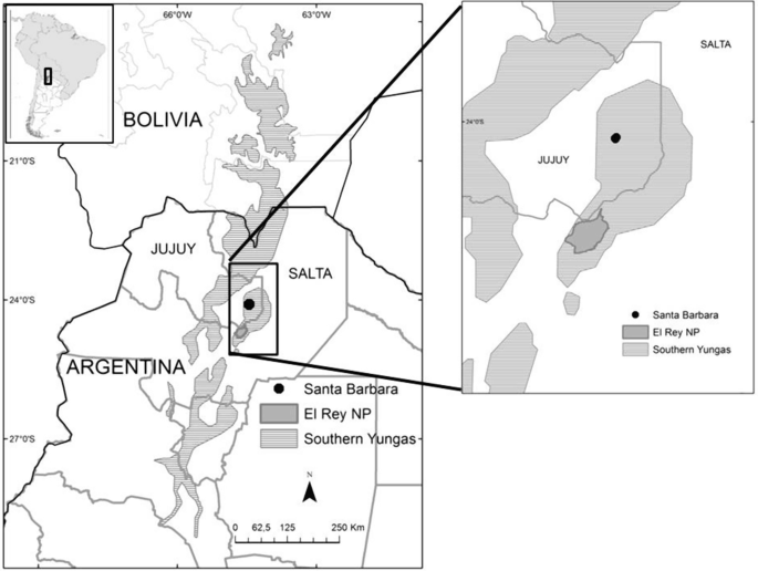 Nesting Ecology of the Tucuman Amazon (Amazona tucumana) in the Cloud  Forest of Northwestern Argentina | SpringerLink