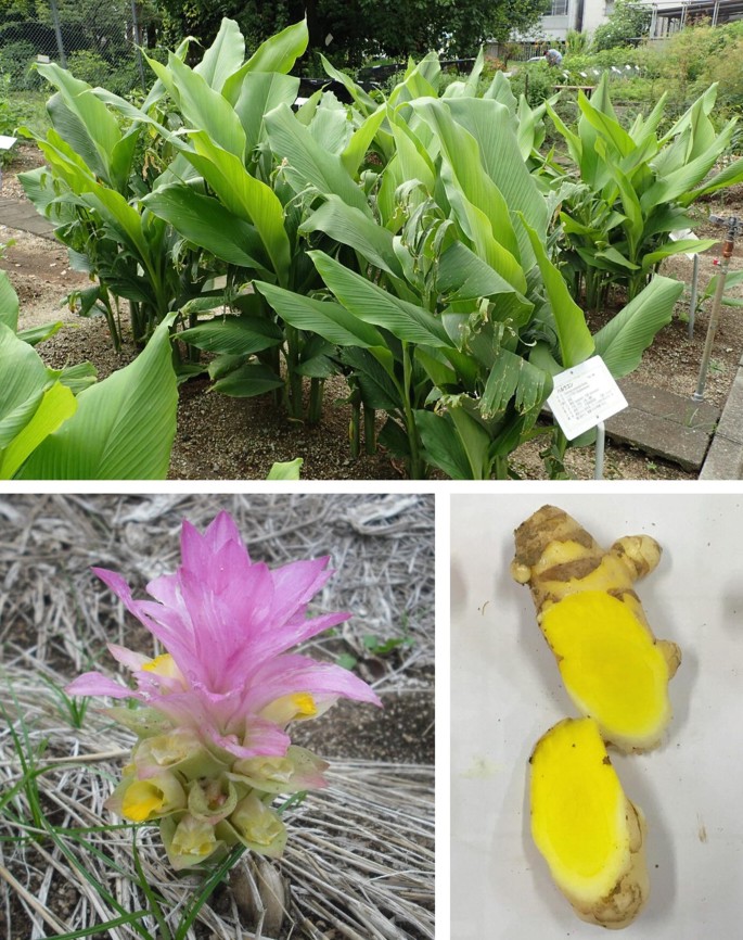 Curcuma aromatica Salisb. Curcuma longa L. Curcuma zedoaria (Christm.)  Roscoe Zingiberaceae | Springer Nature Link