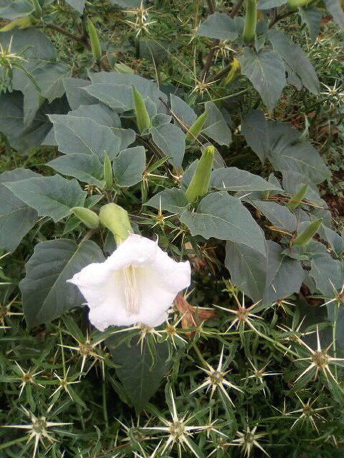 Datura stramonium L. Solanaceae | Springer Nature Link