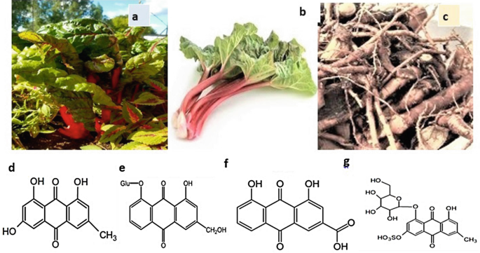 Bioactive Compounds of Rhubarb (Rheum Species)