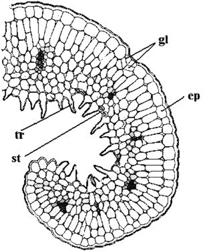 figure 81