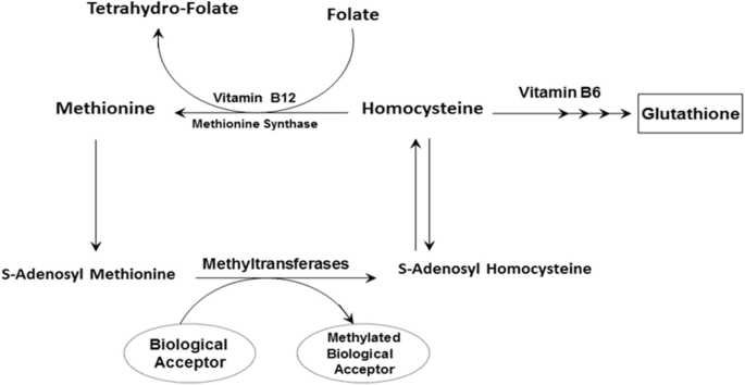 B-Vitamins Attenuates Preliminary Steps of Hyperhomocysteinemia and  Colorectal Cancer | Springer Nature Link