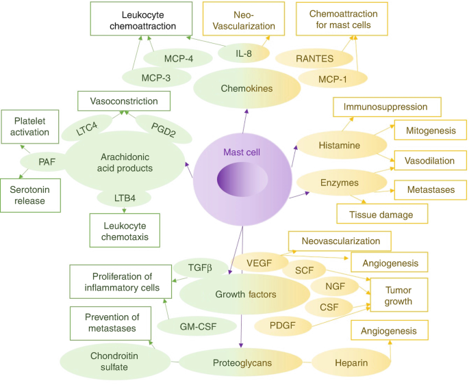 Immunopathology and Immunotherapy of Melanoma | SpringerLink