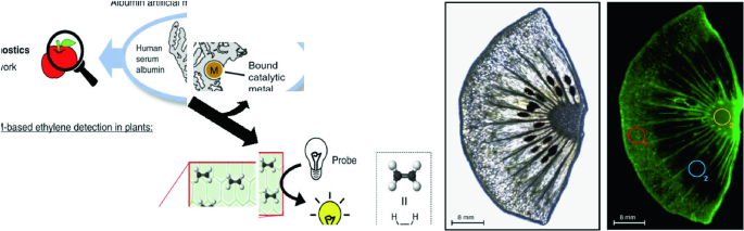 figure 24