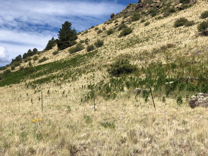 Native Grasses Provide Forage, Moisture Retention in Southwest
