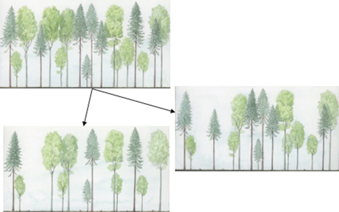 1. A schematic representation of treeline terminological