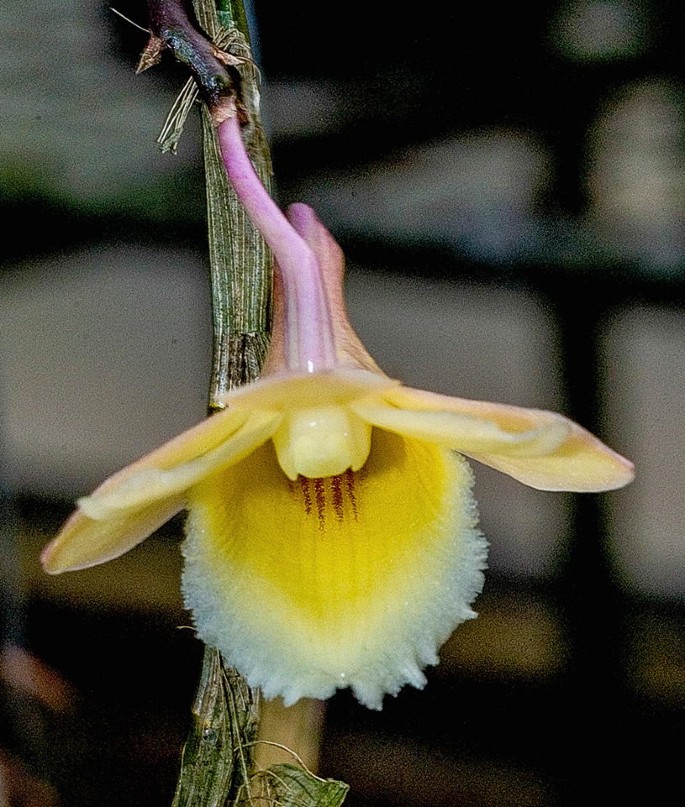 Dendrobium dixanthum Orchid specie seeds Year 2019