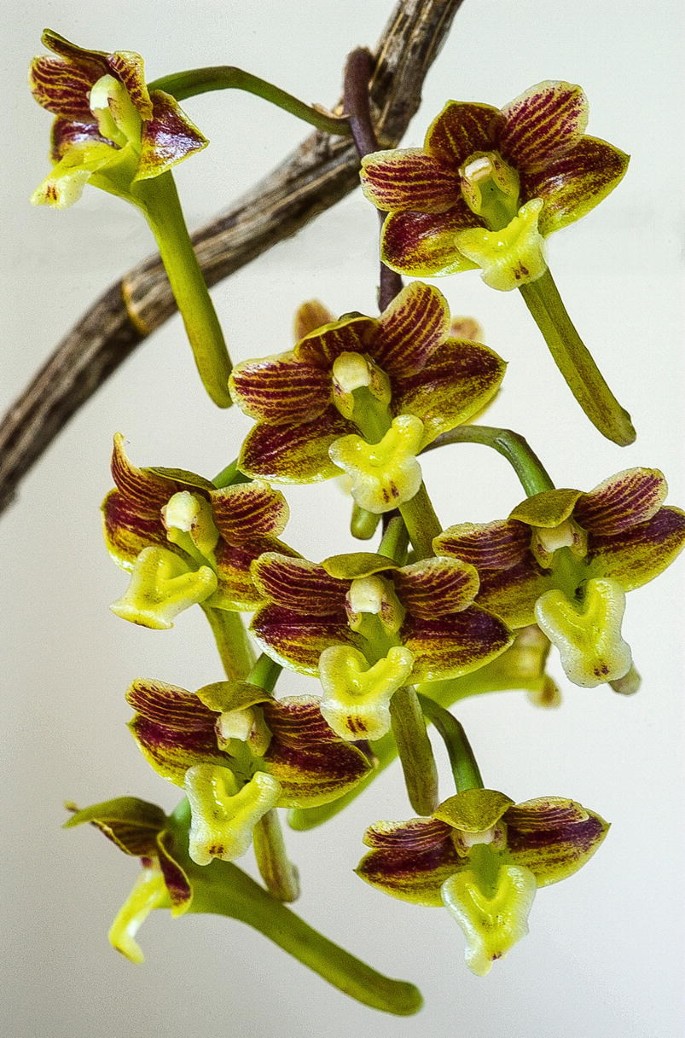 Dendrobium dixanthum Orchid specie seeds Year 2019