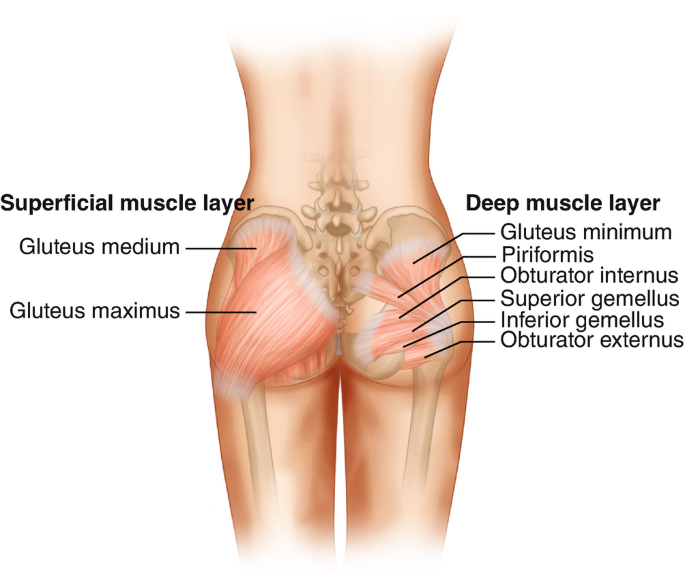 Anatomy of the Gluteal Region Applied to the Brazilian Butt Lift |  SpringerLink