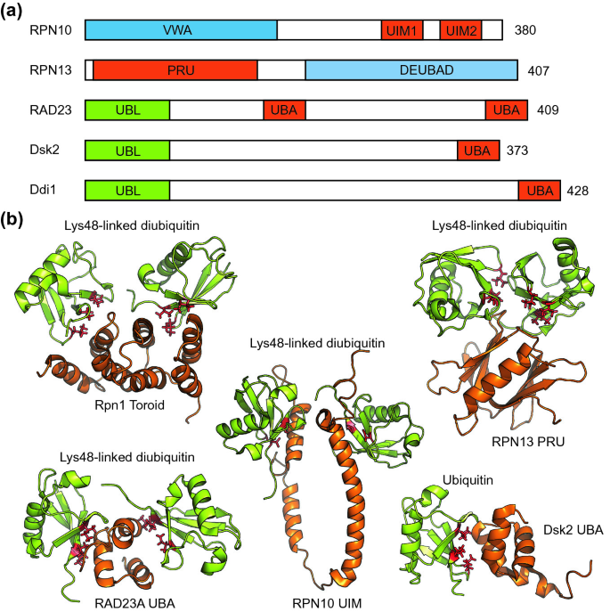 figure 17