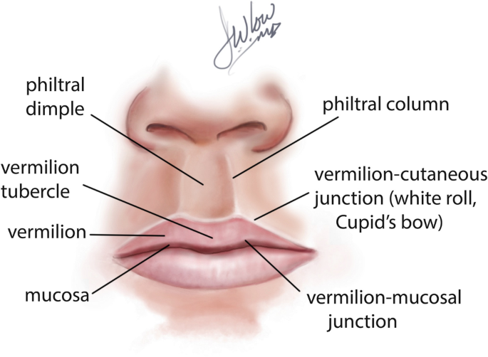 Pearl – Semiology – Upper Lip – Cupid's Bow – Clinical Eye Openers