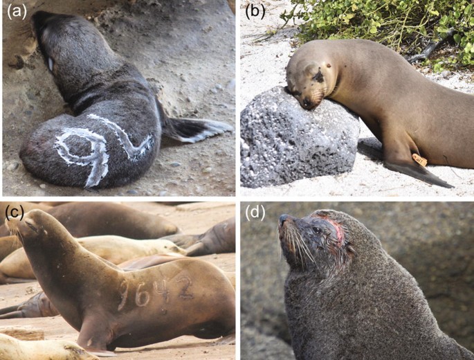 Get To Know Your Pinnipeds: All About Seals And Sea Lions - Dive Training  Magazine