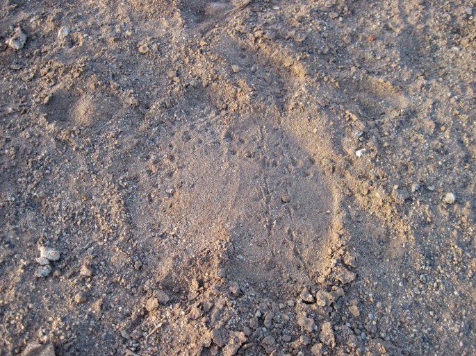 A photograph displays the footmark of the dromedary on a sandy surface.