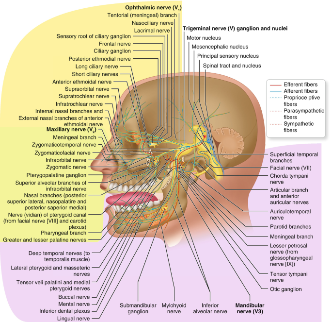 Infratemporal Fossa Branches of Mandibular Nerve (CN V3) Diagram