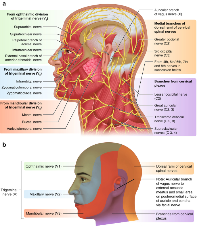 Trigemial nerve illustration. Ophtalmic, Maxillary and mandibular nerve  Stock Illustration