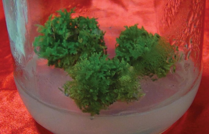 Hormonal Regulation in Cell Culture of Artemisia annua L. Plant |  SpringerLink
