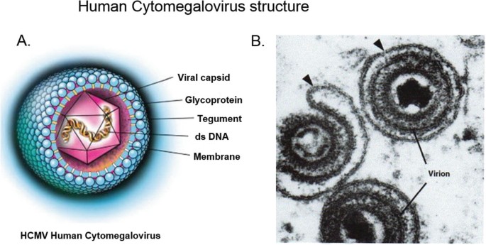 A Unique Role of the Human Cytomegalovirus Small Capsid Protein in