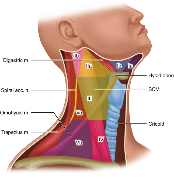 lymph node anatomy