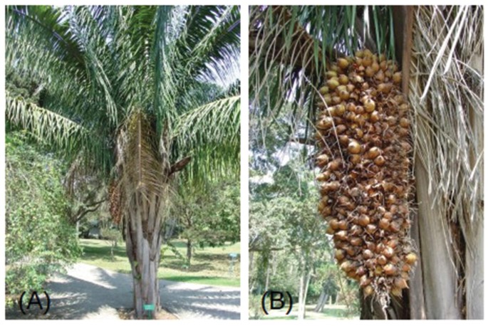 2 Graines Fraîches Attalea Maripa – Palmier Rare Tropical – Viabilité Max