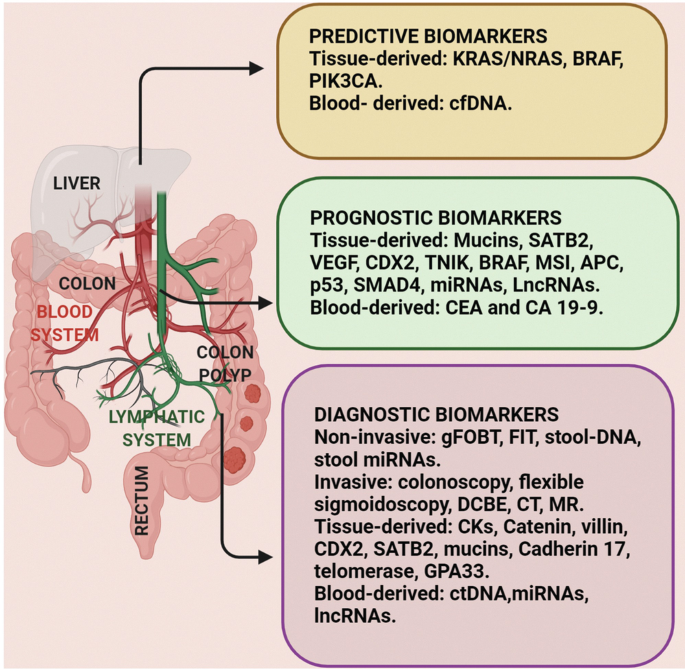 Biomarkers as Putative Therapeutic Targets in Colorectal Cancer |  SpringerLink