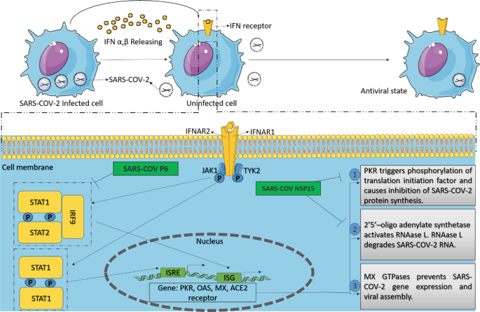 How does SARS-CoV-2 evade the immune defences?