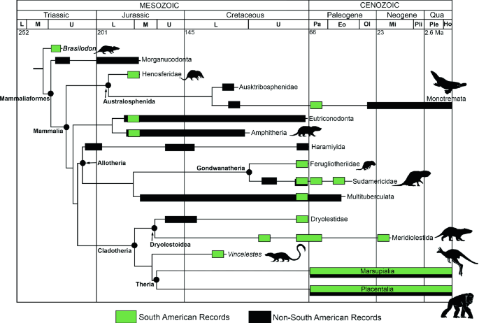 The origin and early evolution of metatherian mammals: the Cretaceous record