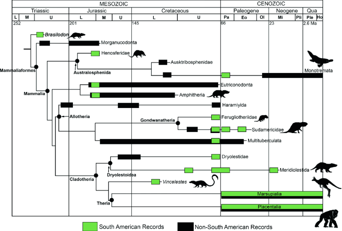 PDF) The origin and early evolution of metatherian mammals: The Cretaceous  record