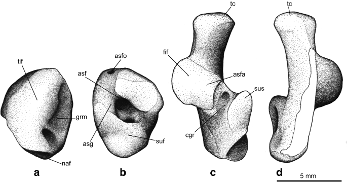 Renderings of stem therians in ventral view. a, b Höövör petrosal