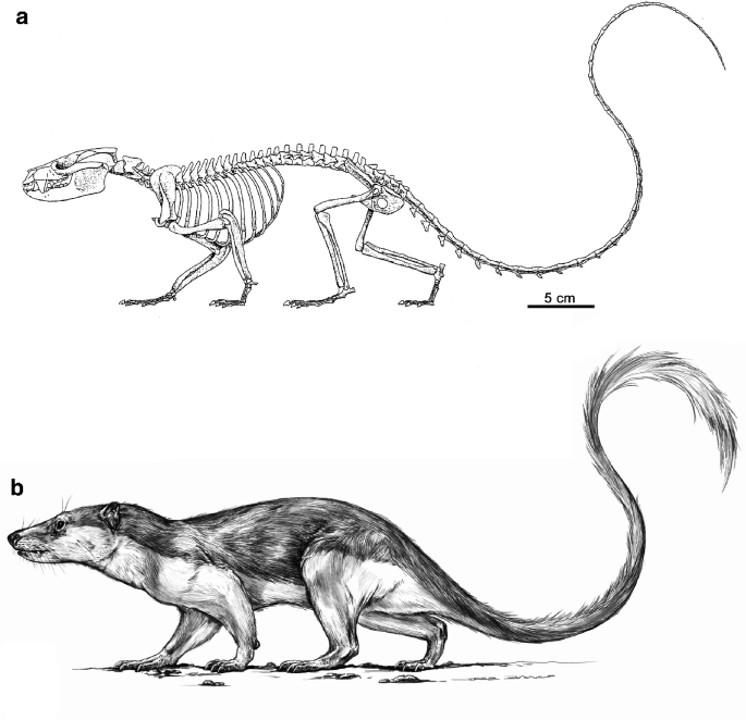 Renderings of stem therians in ventral view. a, b Höövör petrosal