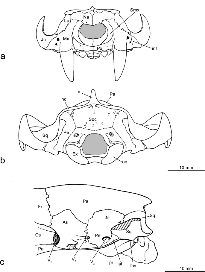 Renderings of stem therians in ventral view. a, b Höövör petrosal