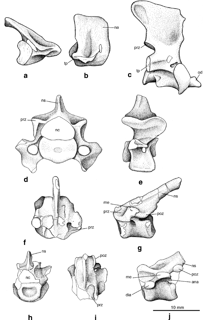 Renderings of stem therians in ventral view. a, b Höövör petrosal