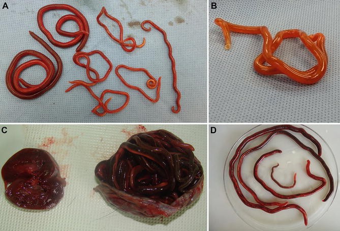 Dioctophimosis: A Parasitic Zoonosis of Public Health Importance |  SpringerLink