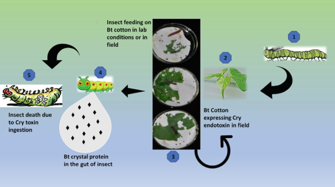 First-Generation Transgenic Cotton Crops | SpringerLink