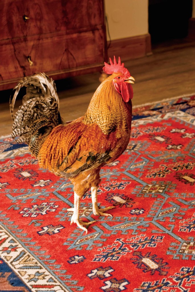 Rooster in the mirror: these bird-brains may be smarter than we thought