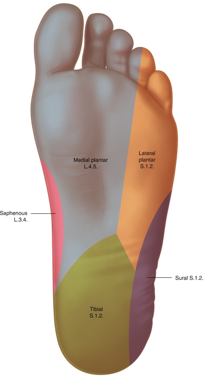 Medial Ankle/Plantar Foot Tendons | SpringerLink