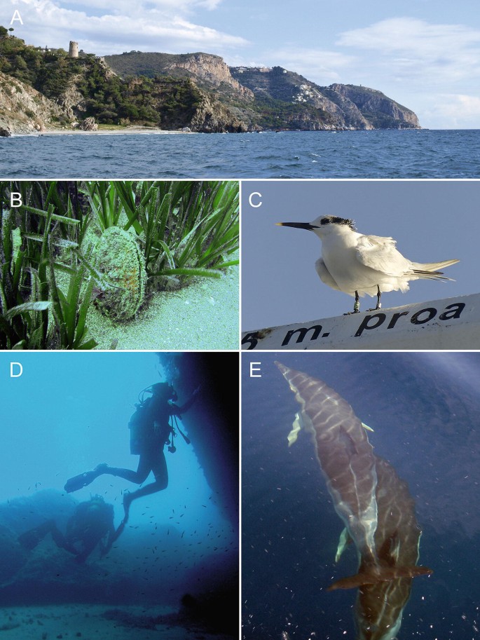 Marine Protected Areas And Key Biodiversity Areas Of The Alboran Sea And Adjacent Areas Springerlink