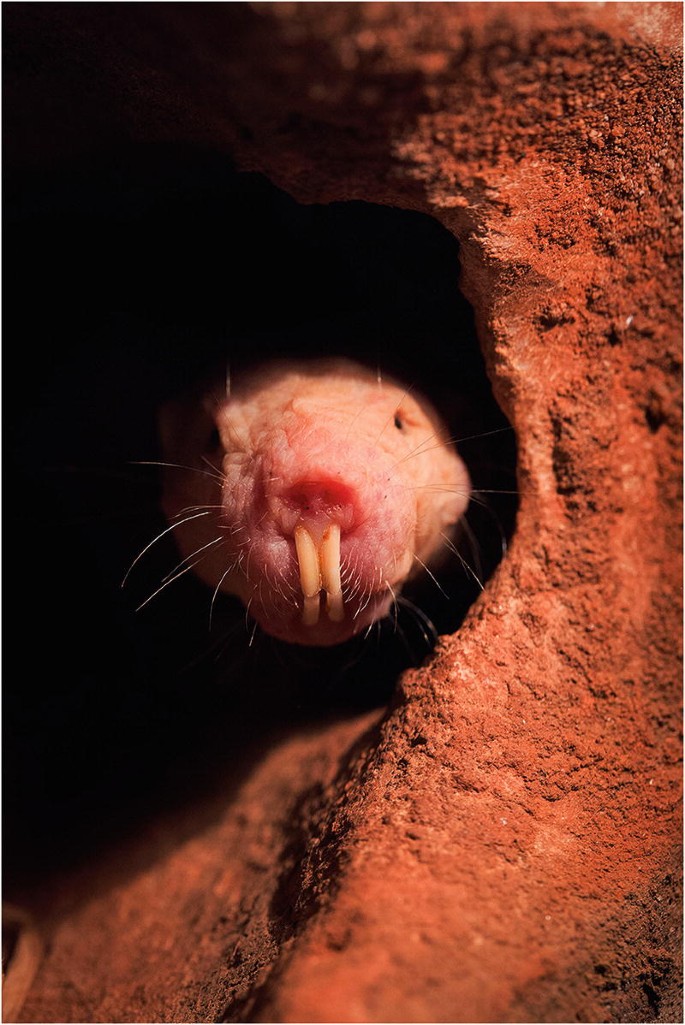 King African mole-rat - Wikiwand
