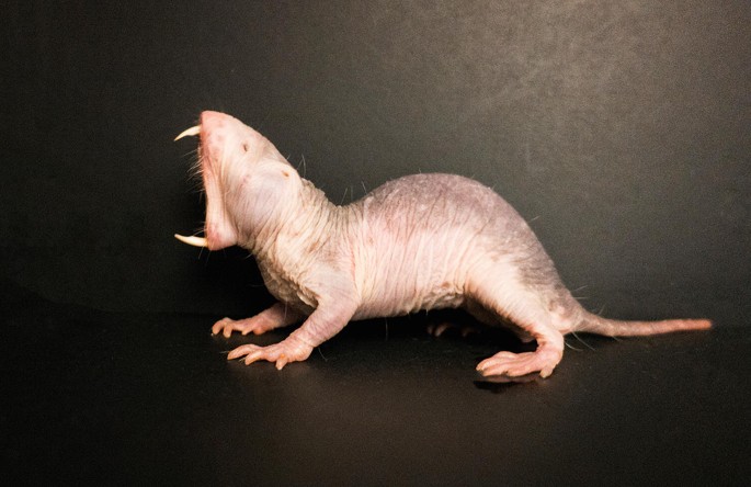 Managed Care of Naked Mole-Rats | SpringerLink