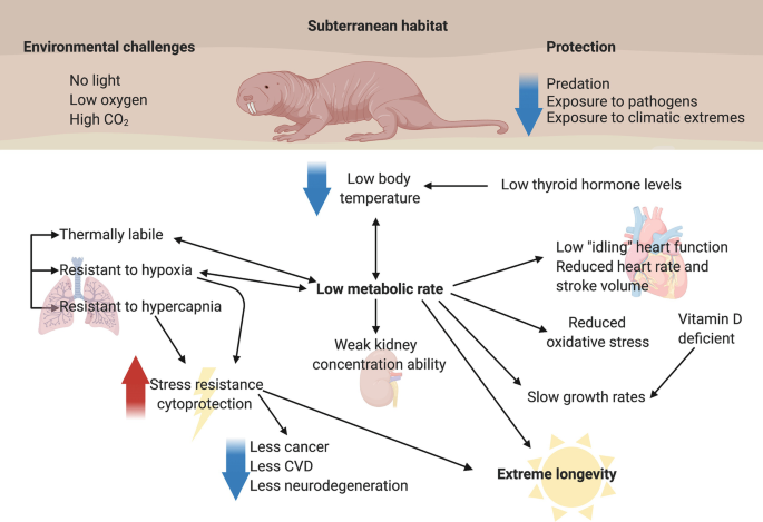 Naked mole rats defy the biological law of aging, Science