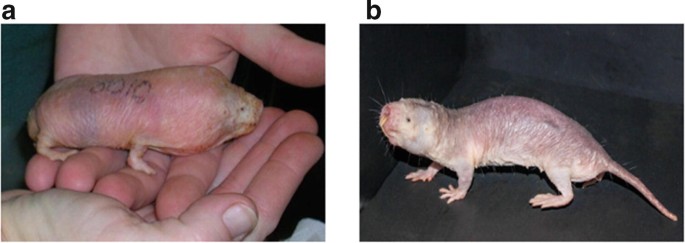 Longevity gene from naked mole rats extends lifespan of mice : News Center