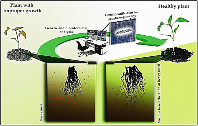 Rhizosphere engineering for soil carbon sequestration: Trends in Plant  Science