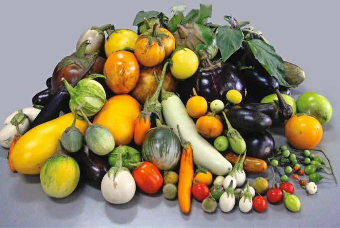 Representative fruits of each of the scarlet eggplant complex (S