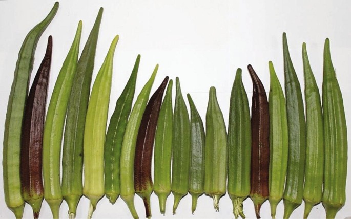 Breeding Strategies for Yield Gains in Okra (Abelmoschus esculentus L.) | SpringerLink