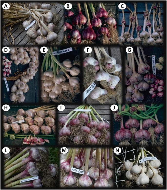 grown in USA-Asiatic-only 2 sets organic SAKURA/Japanese garlic-25 bulbils 