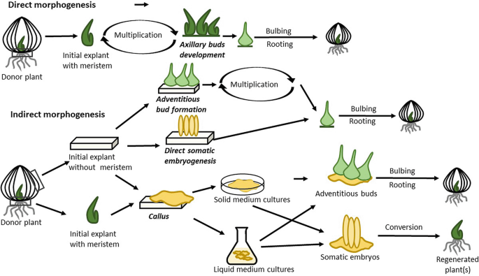 Traditional and Novel Approaches in Garlic (Allium sativum L.) Breeding |  Springer Nature Link