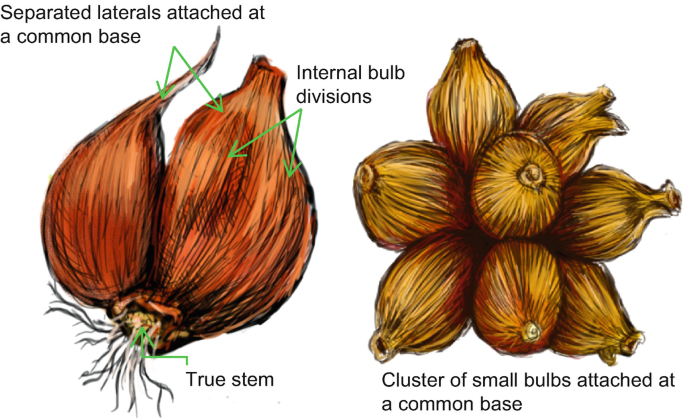 FreshPoint  What's the difference between a shallot and an onion?