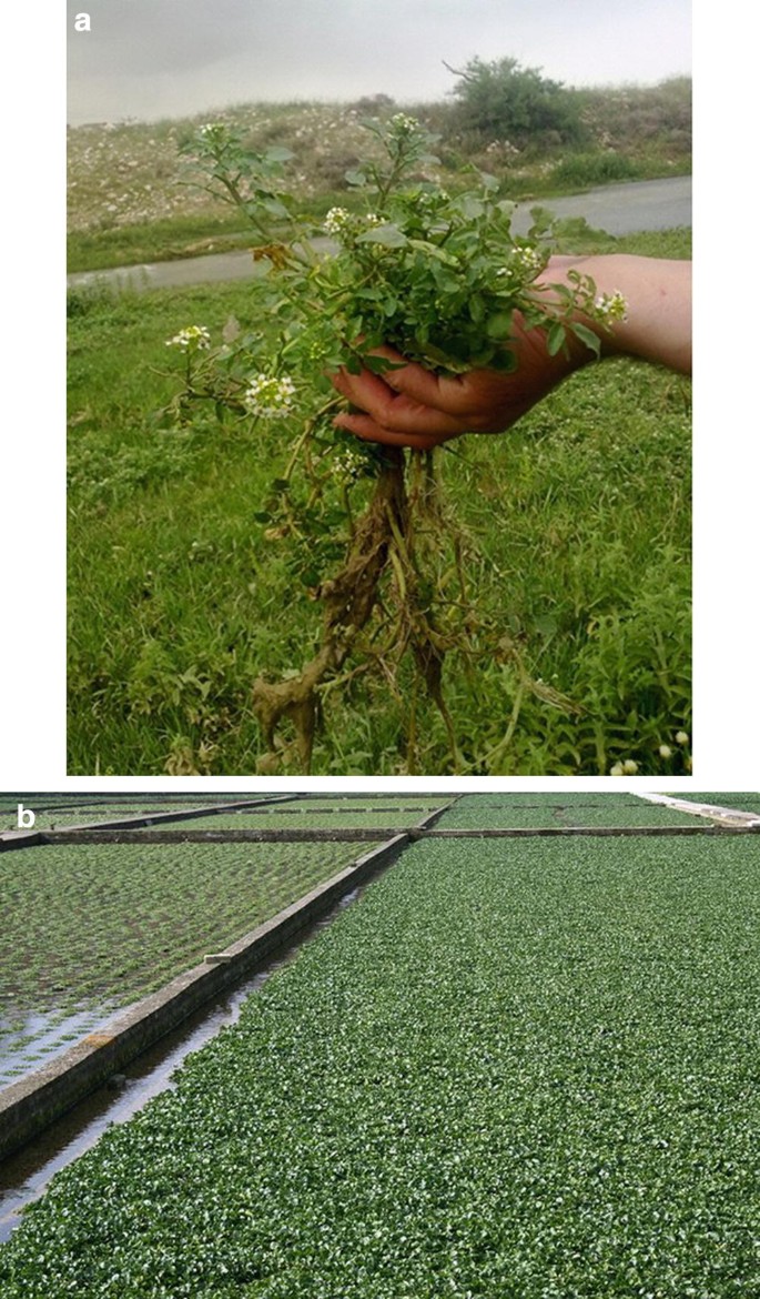 Water Cress (Nasturtium officinale), The Aromatic