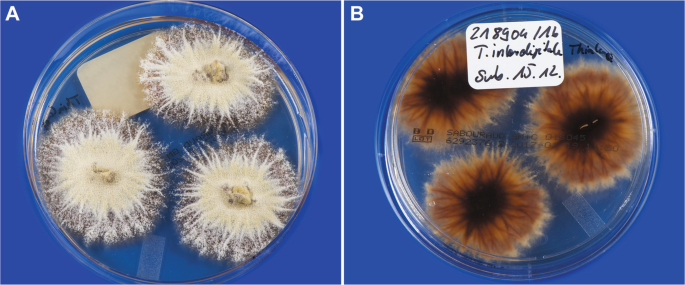 Bermad Sleutel Induceren Trichophyton mentagrophytes ITS Genotype VII from Thailand | SpringerLink