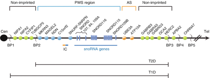 PDF) Hypothalamic loss of Snord116 recapitulates the hyperphagia